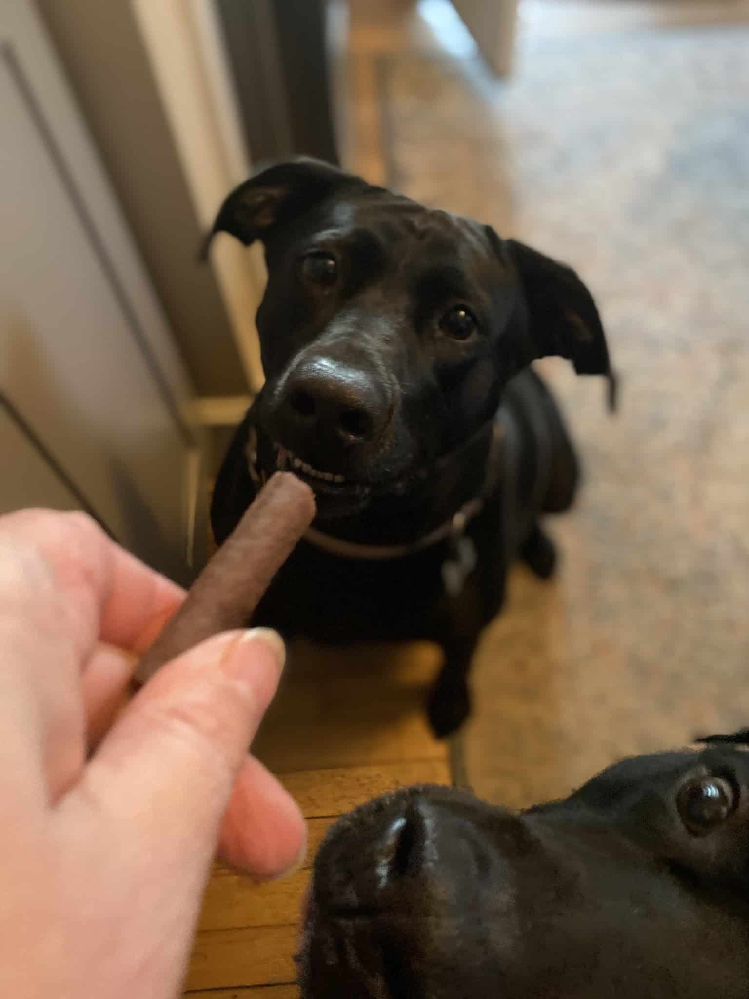 Pet Sitters of West Georgia - Villa Rica, GA