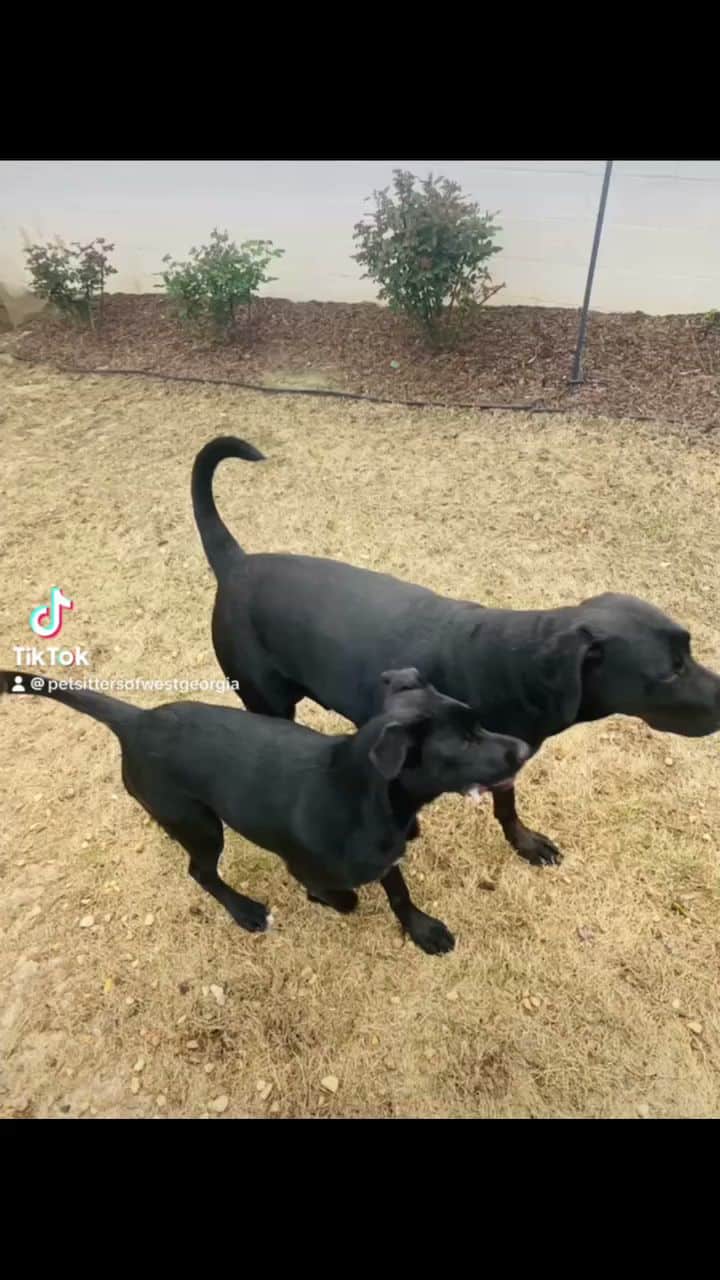 Pet Sitters of West Georgia - Villa Rica, GA