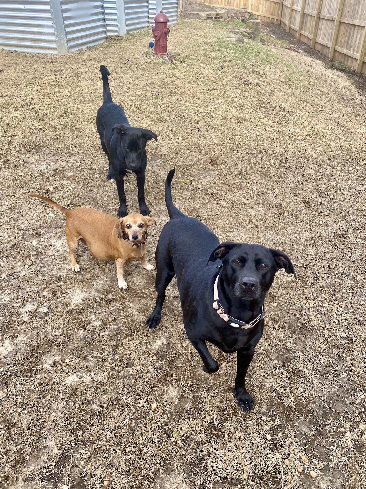 Pet Sitters of West Georgia - Villa Rica, GA