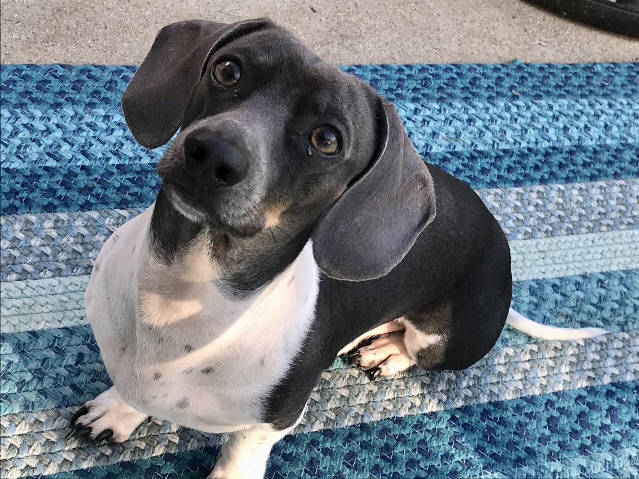 Pet Sitters of West Georgia - Villa Rica, GA