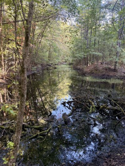 Willow Oak Natural Area - Vineland, NJ