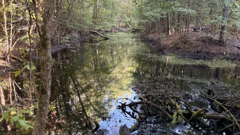Willow Oak Natural Area - Vineland, NJ