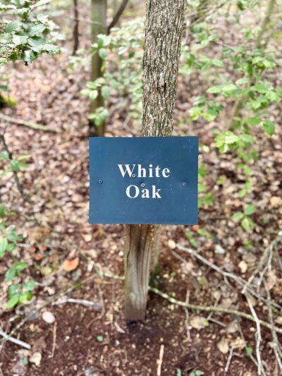 Willow Oak Natural Area - Vineland, NJ