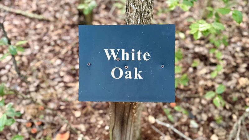 Willow Oak Natural Area - Vineland, NJ