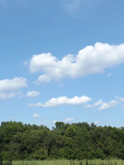 Willow Oak Natural Area - Vineland, NJ