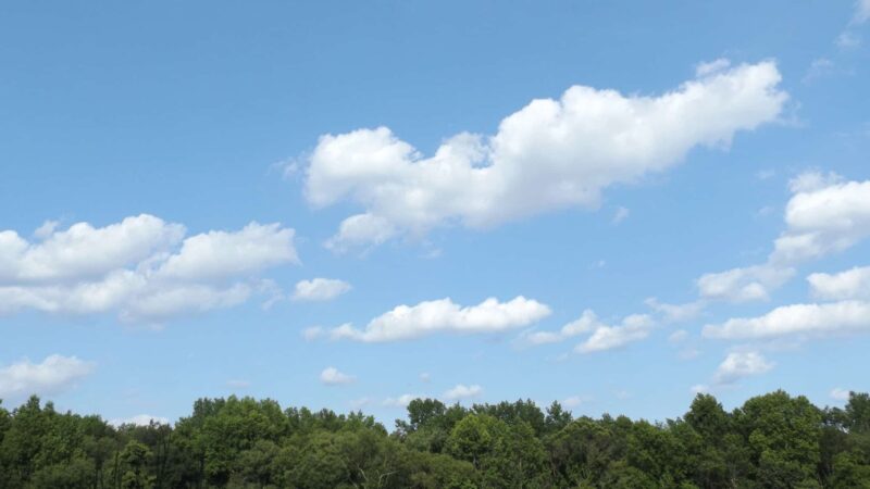 Willow Oak Natural Area - Vineland, NJ