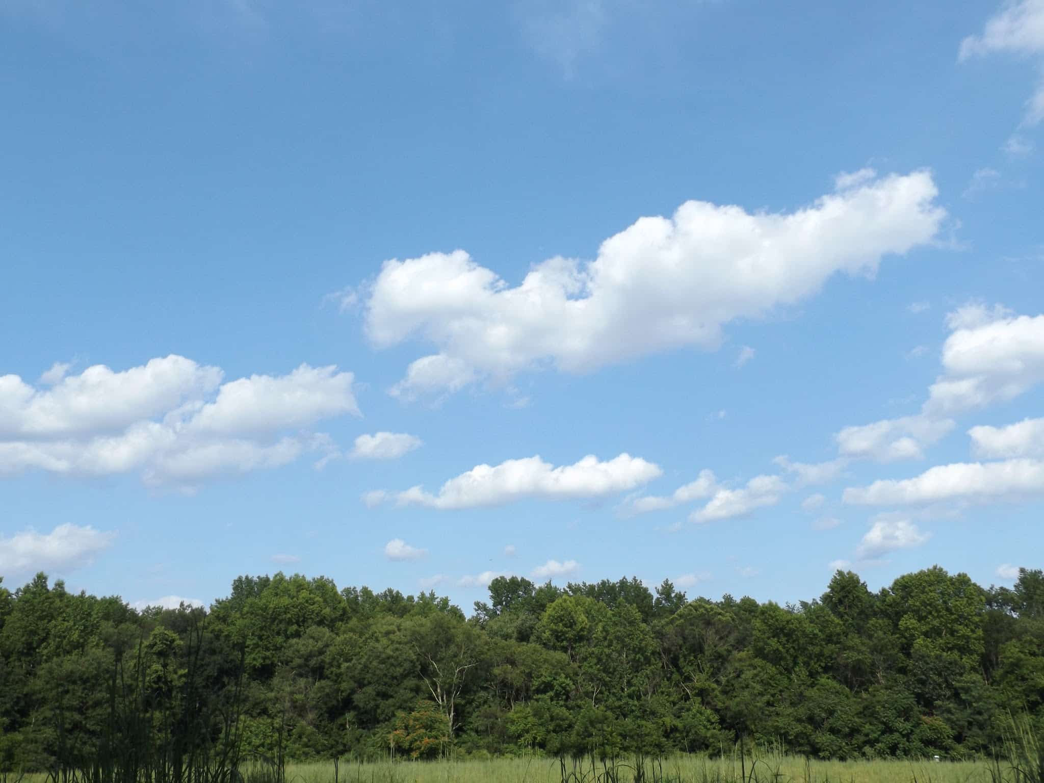 Willow Oak Natural Area - Vineland, NJ