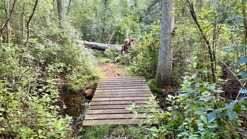Willow Oak Natural Area - Vineland, NJ