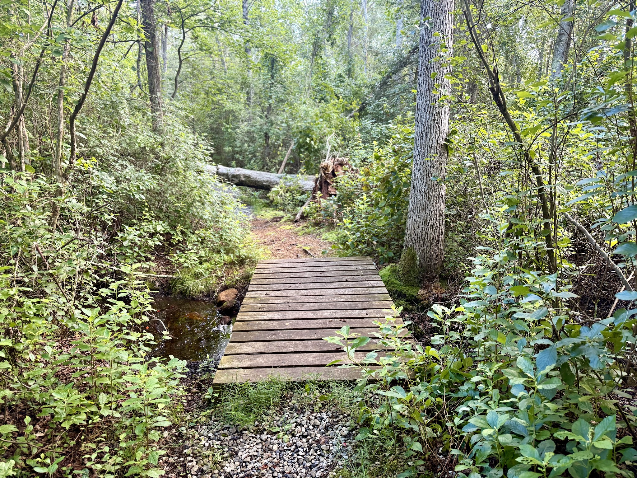 Willow Oak Natural Area - Vineland, NJ