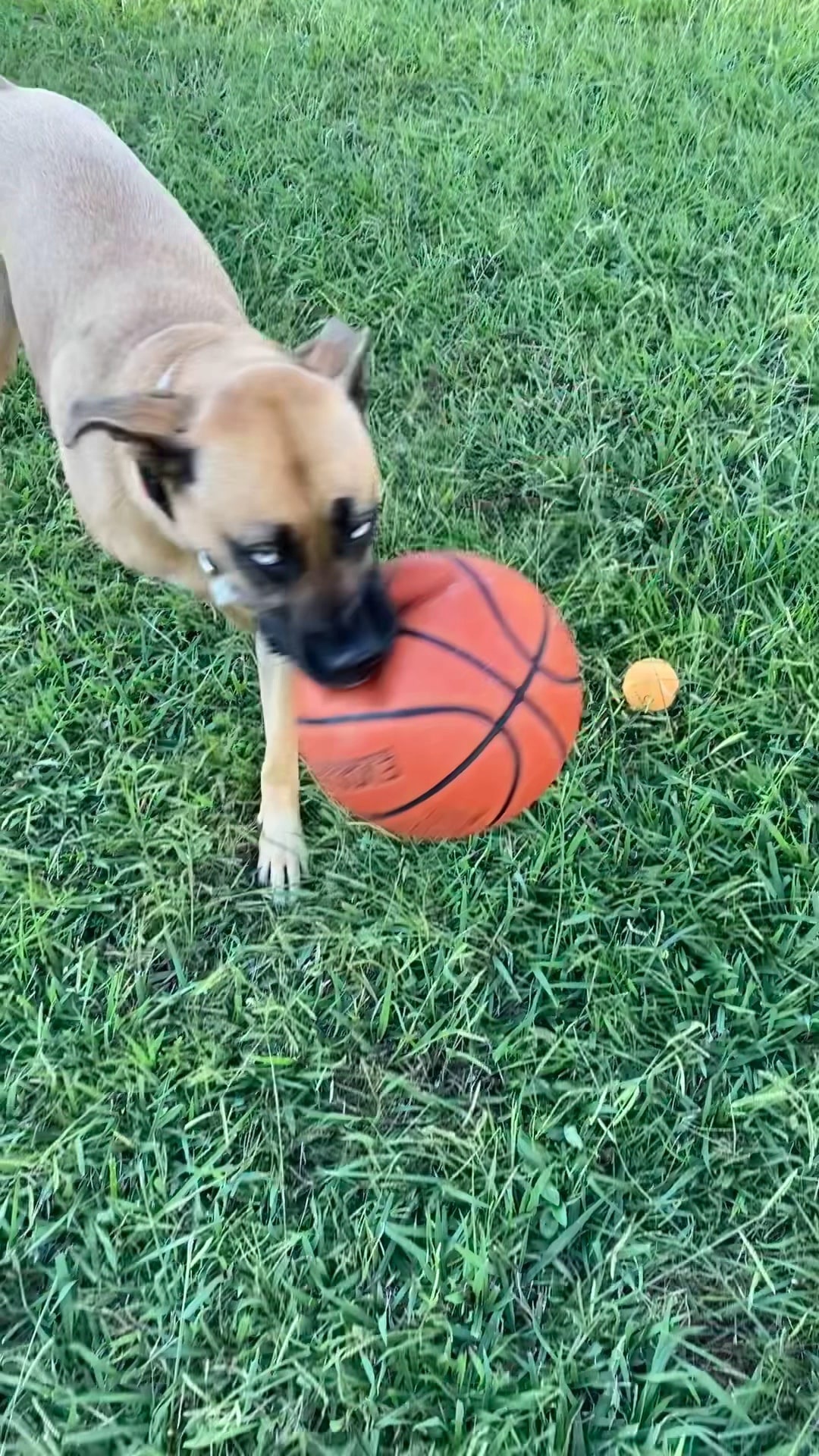 Dunwoody Park - Virginia Beach, VA