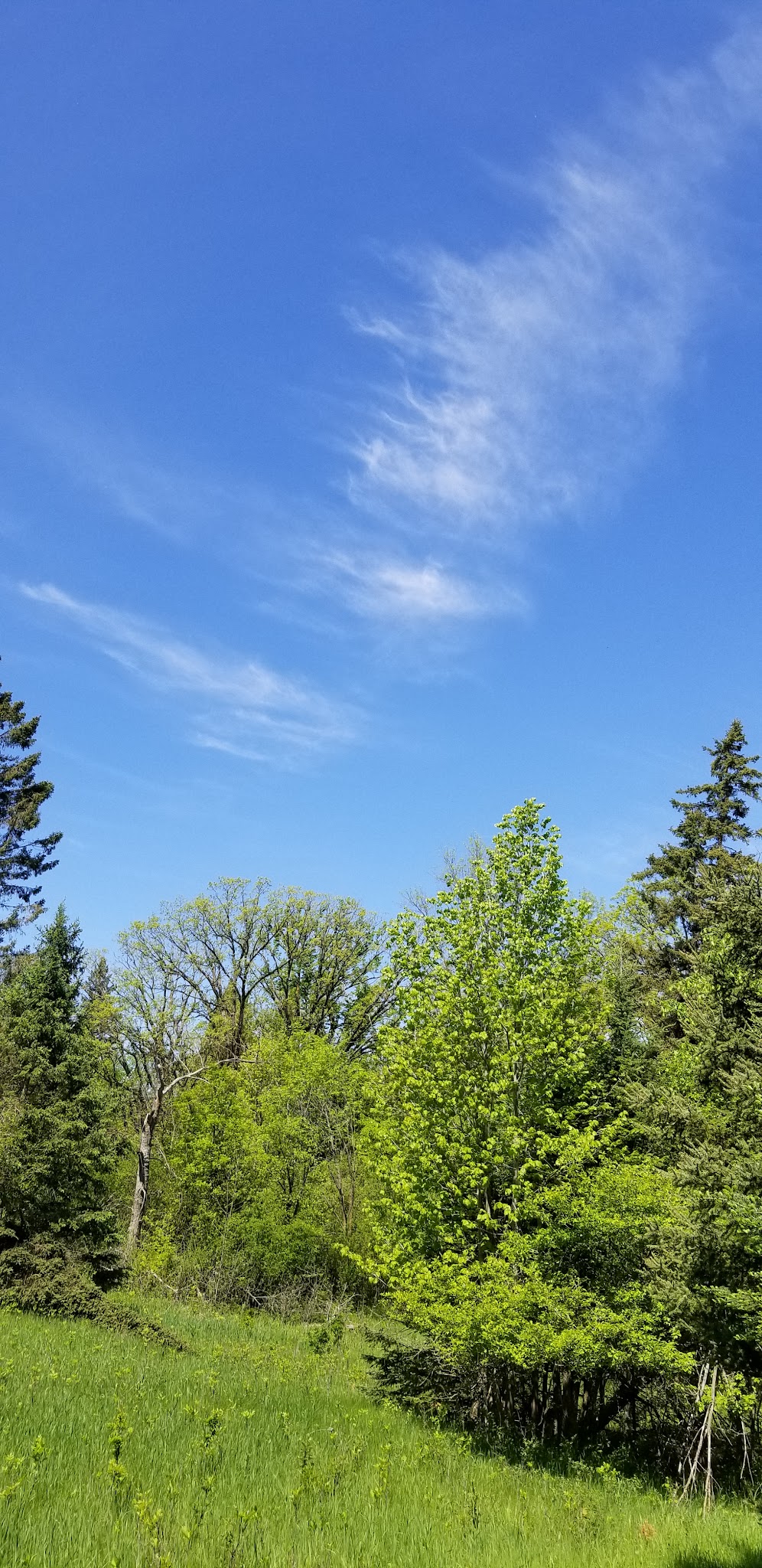 Blacks Grove Park - Wadena, MN