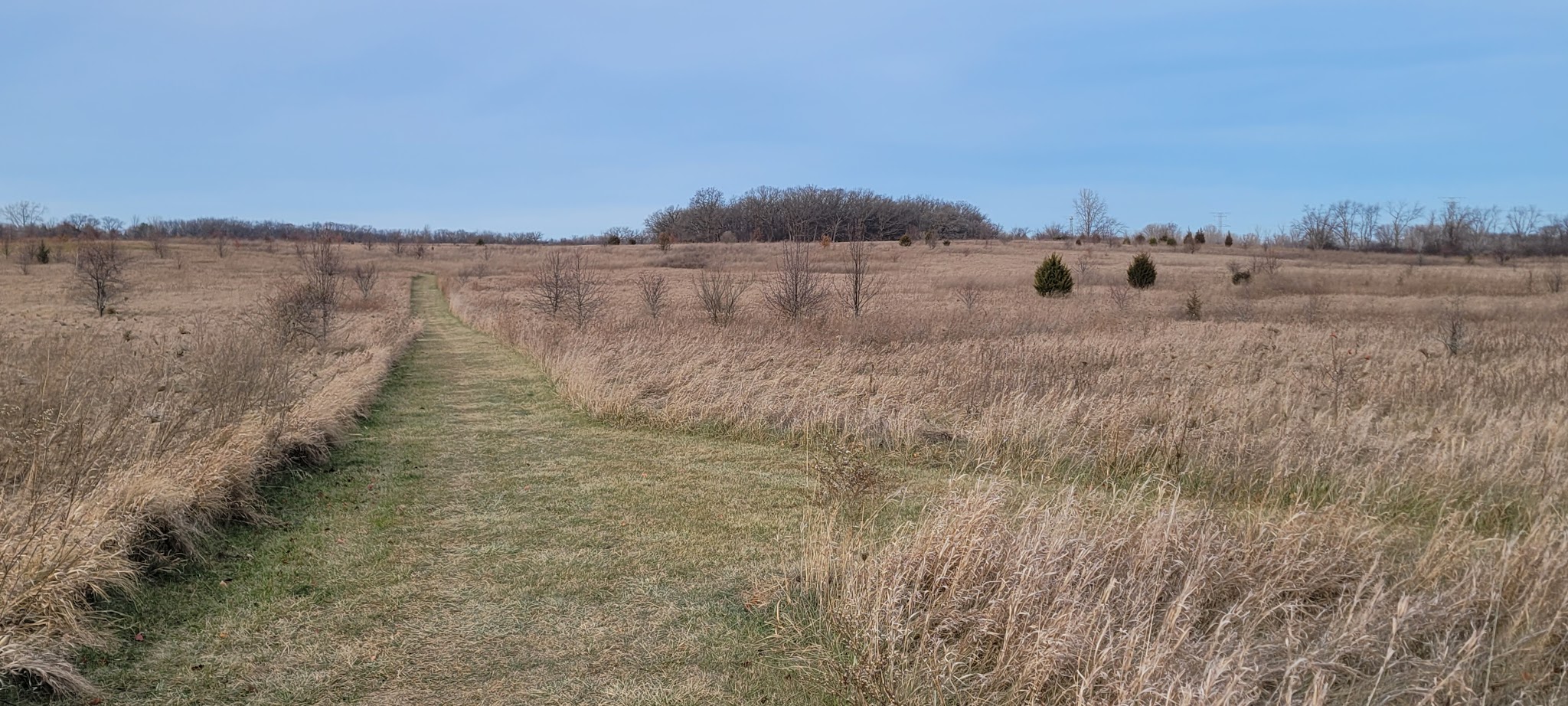 Waukegan Savanna Forest Preserve - Wadsworth, IL