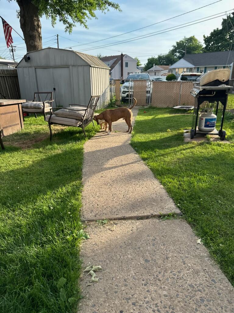 Waggin'Tails Pet Services by Lisa - ,