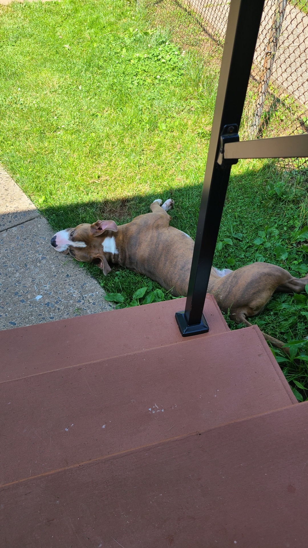 Waggin'Tails Pet Services by Lisa - ,