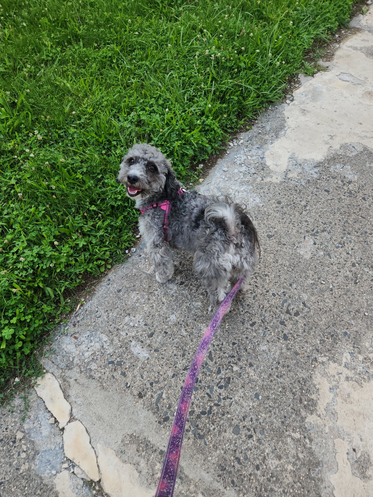 Waggin'Tails Pet Services by Lisa - ,