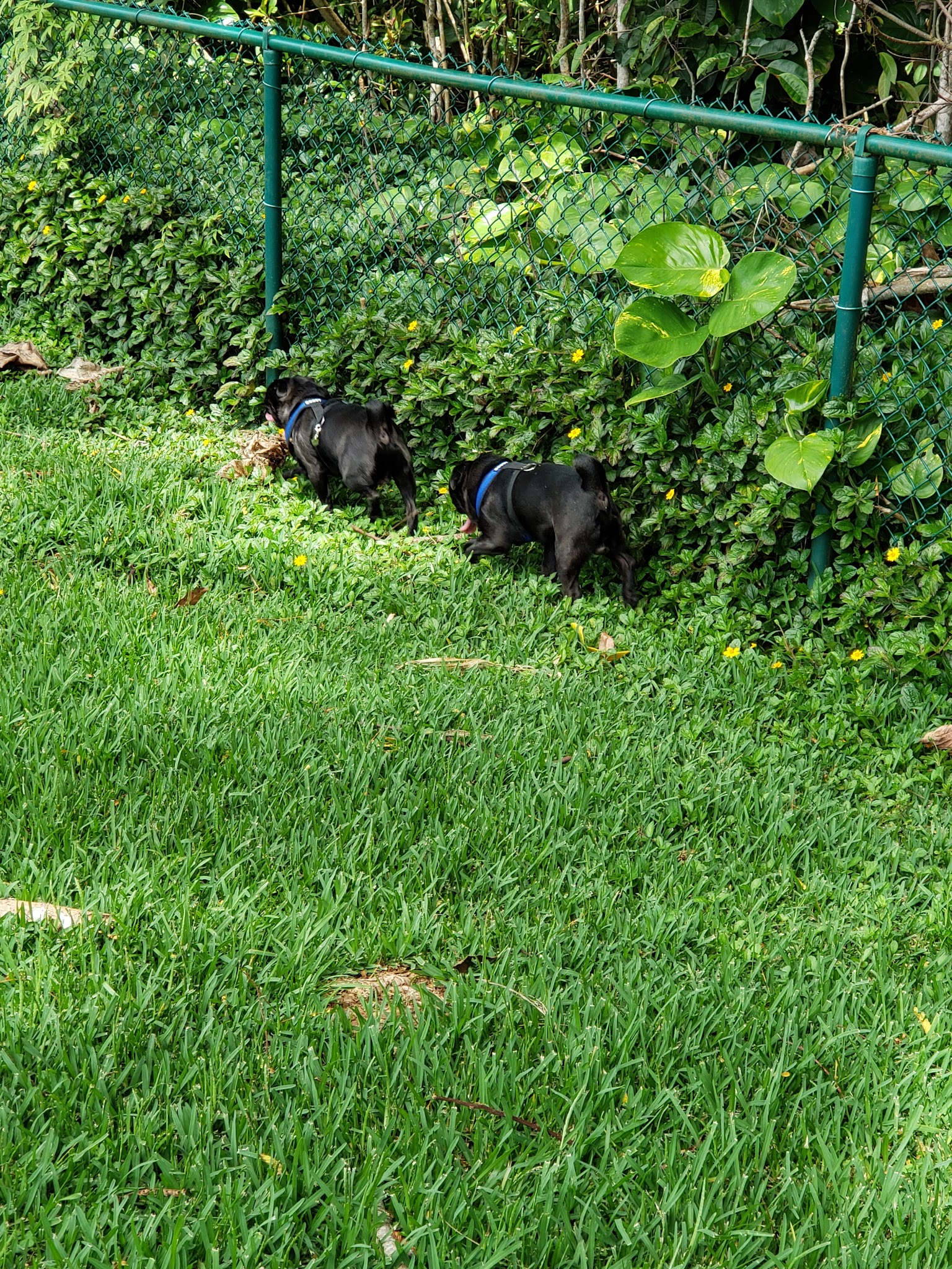 Dog Park - Wahiawa, HI