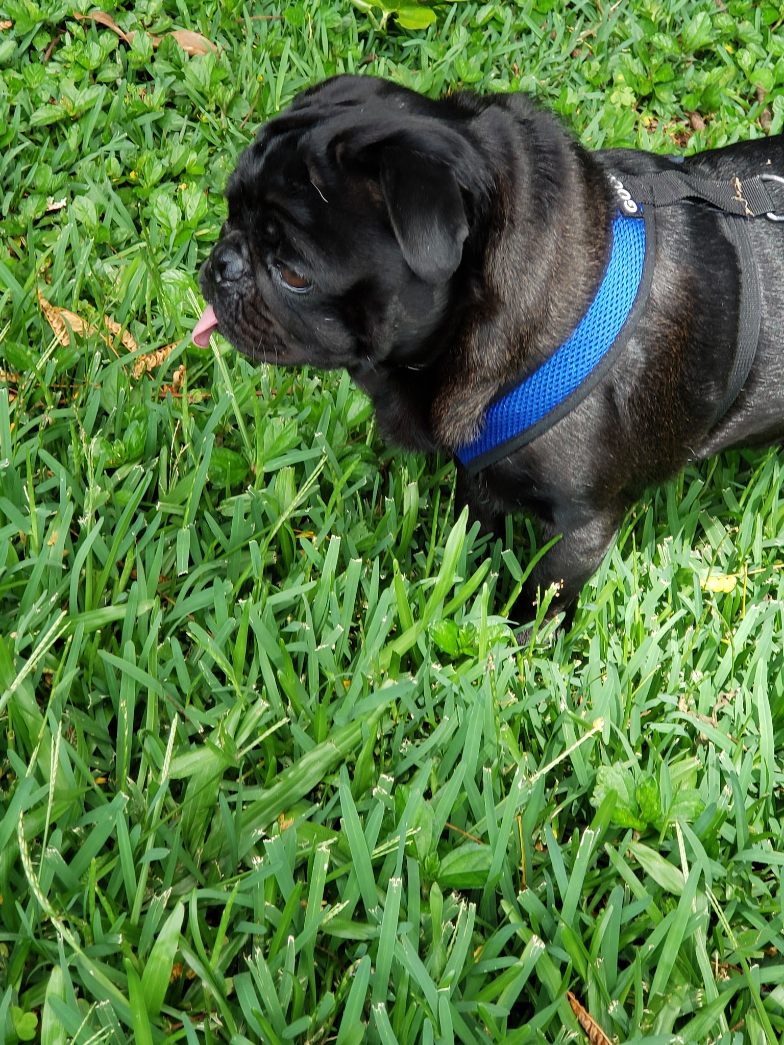 Dog Park - Wahiawa, HI