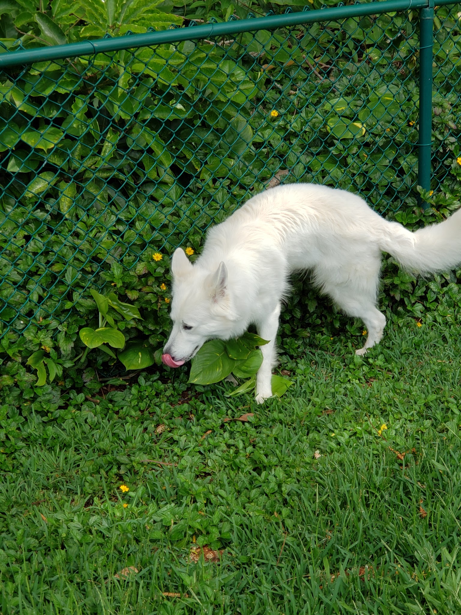 Dog Park - Wahiawa, HI