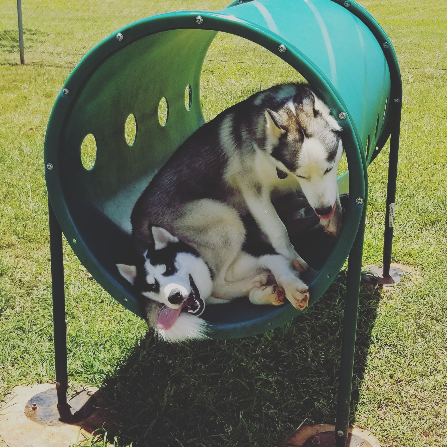 HMR Dog Park - Wahiawa, HI