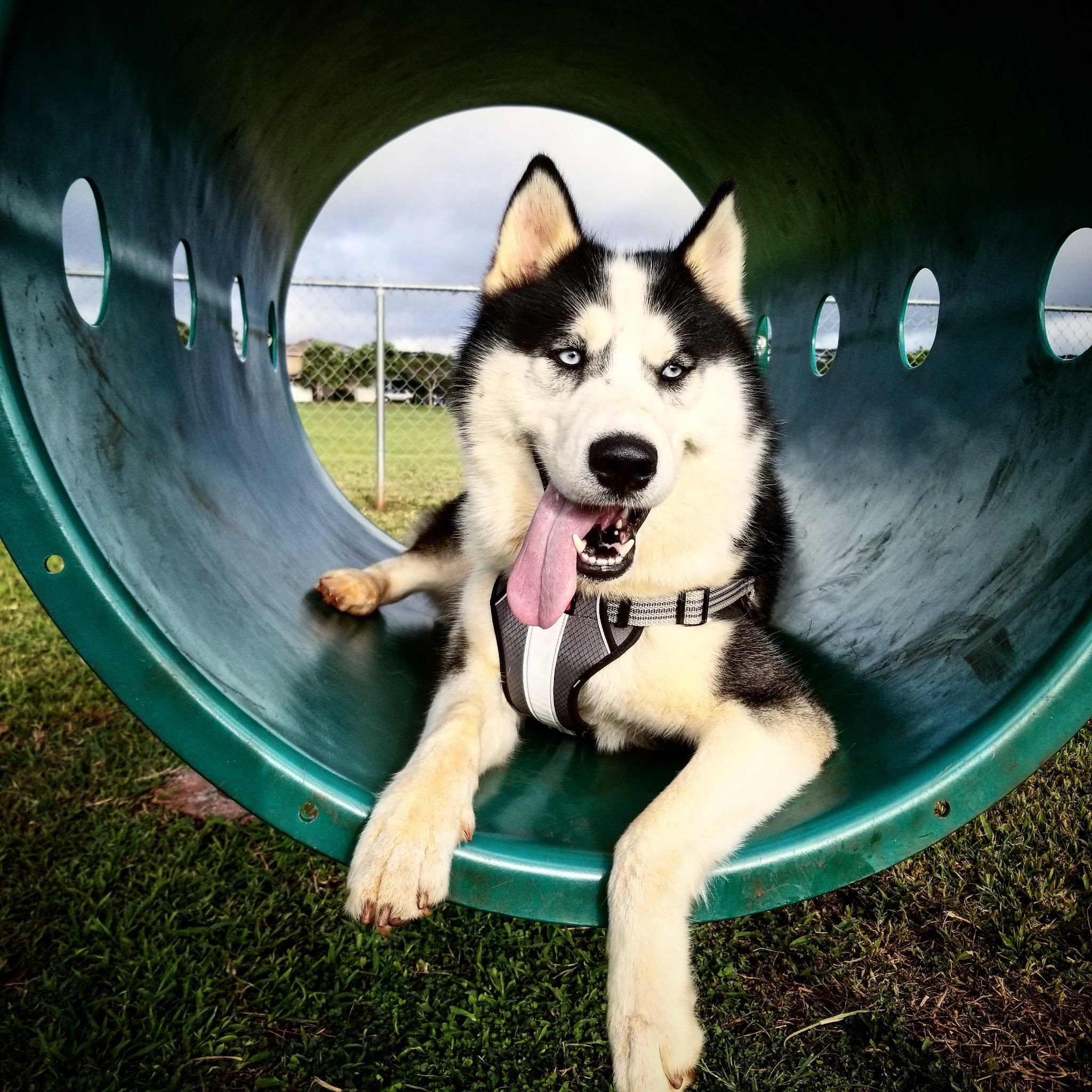 HMR Dog Park - Wahiawa, HI