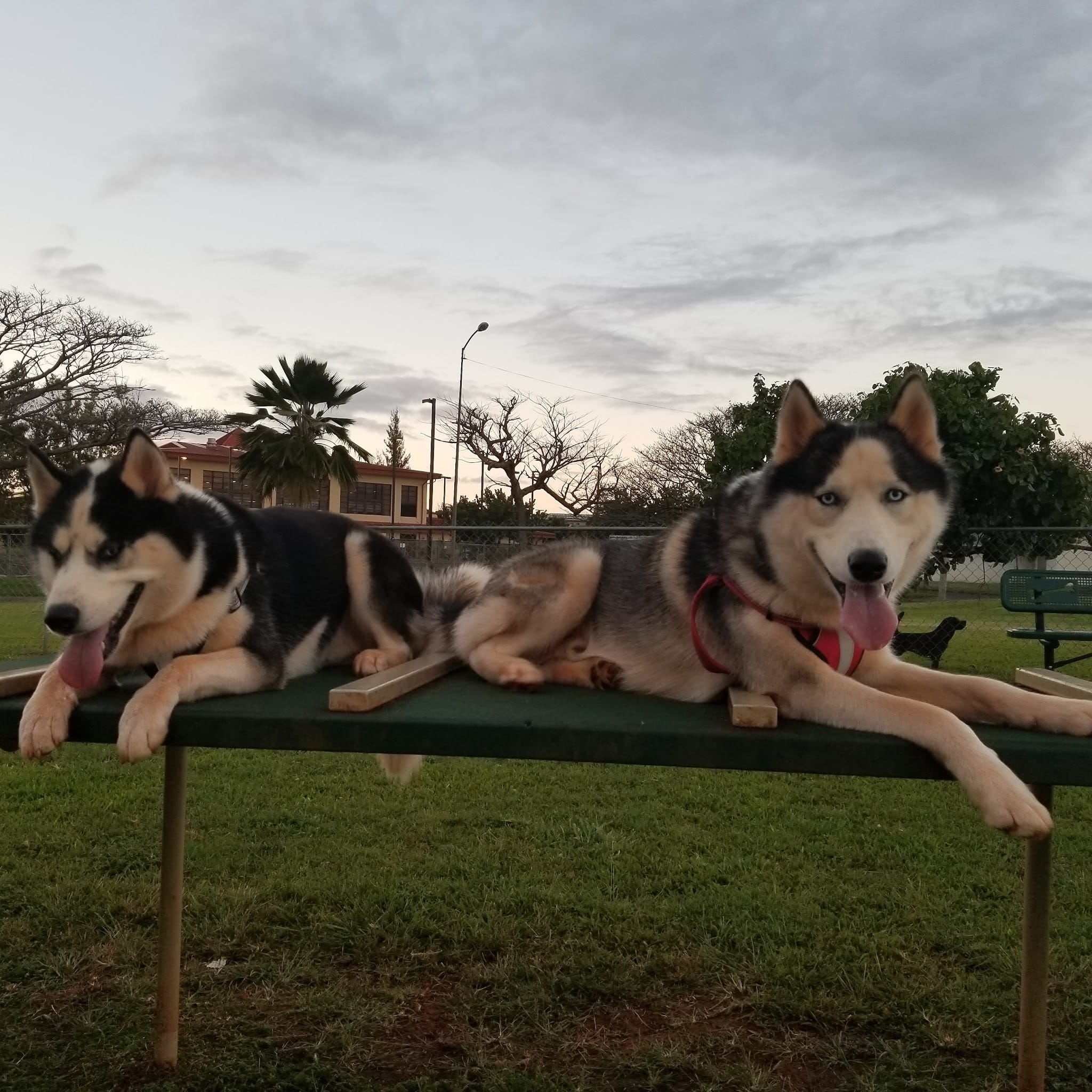 HMR Dog Park - Wahiawa, HI