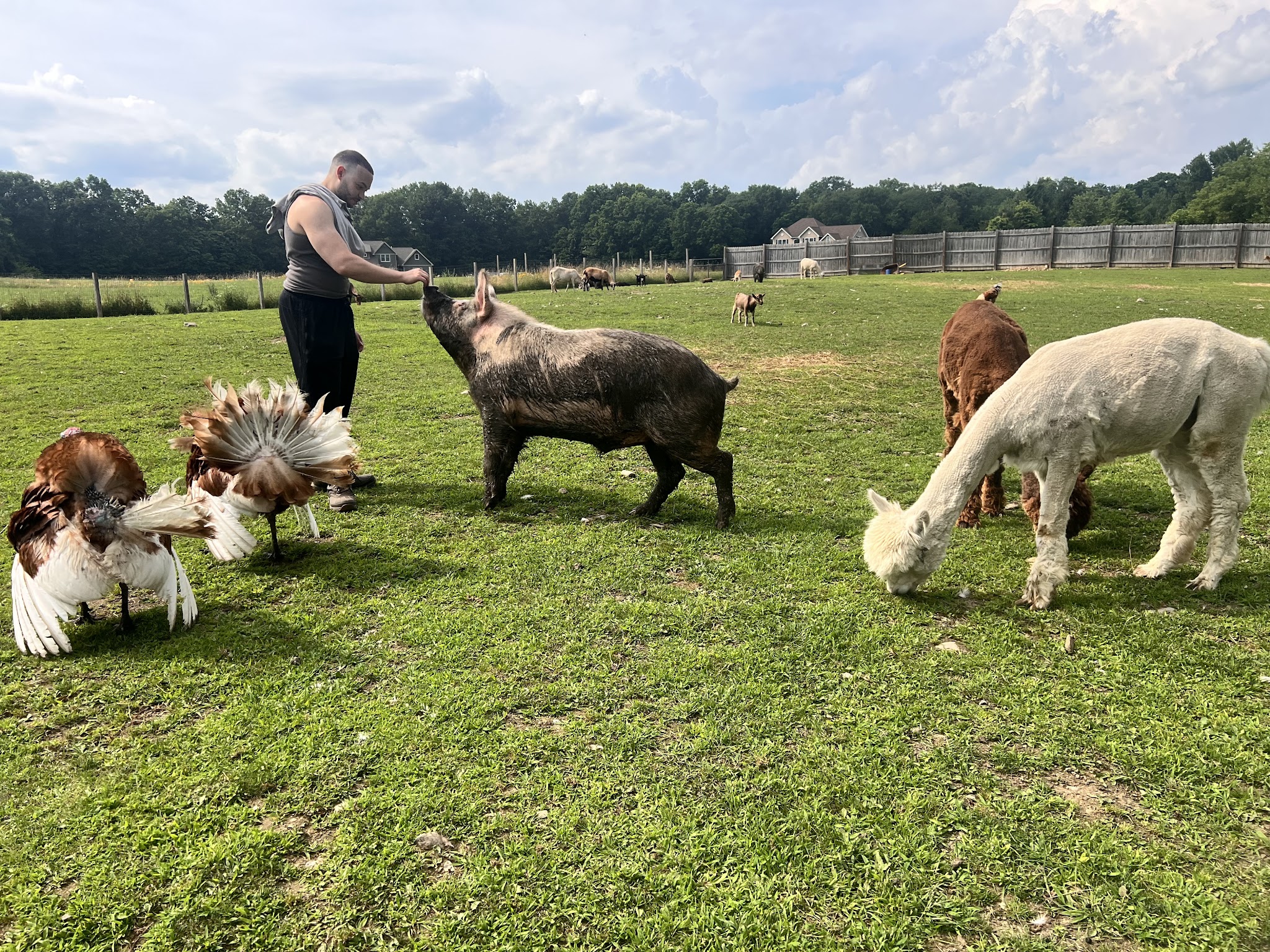 Bella Acres Farm & Sanctuary - Walden, NY