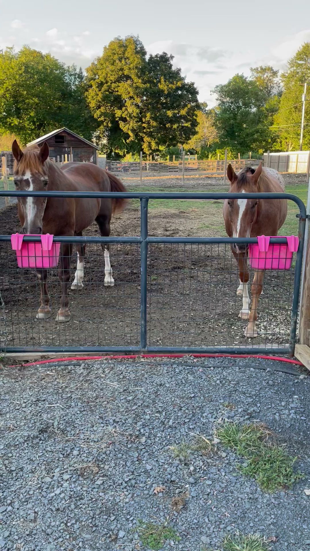Bella Acres Farm & Sanctuary - Walden, NY