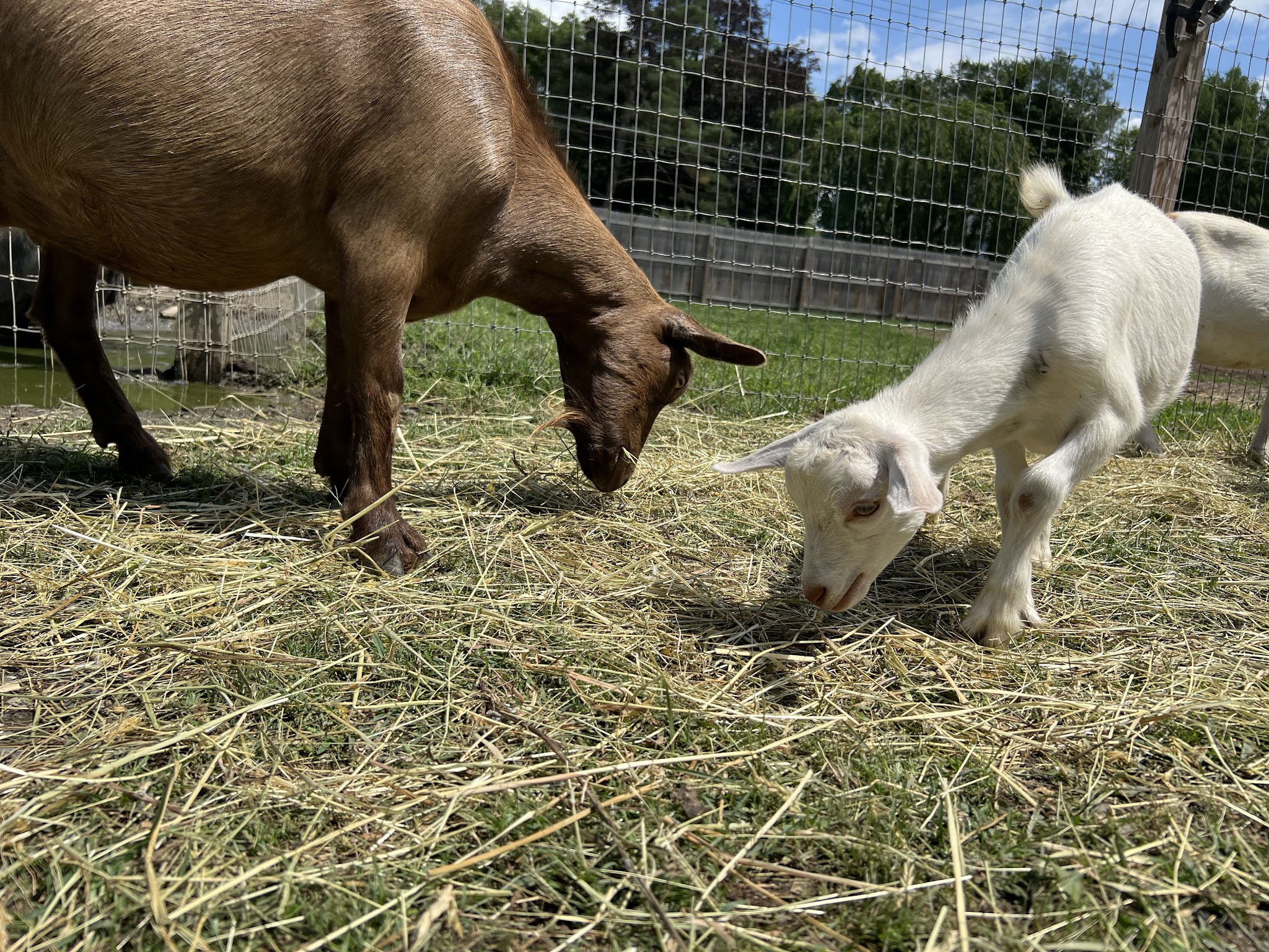 Bella Acres Farm & Sanctuary - Walden, NY