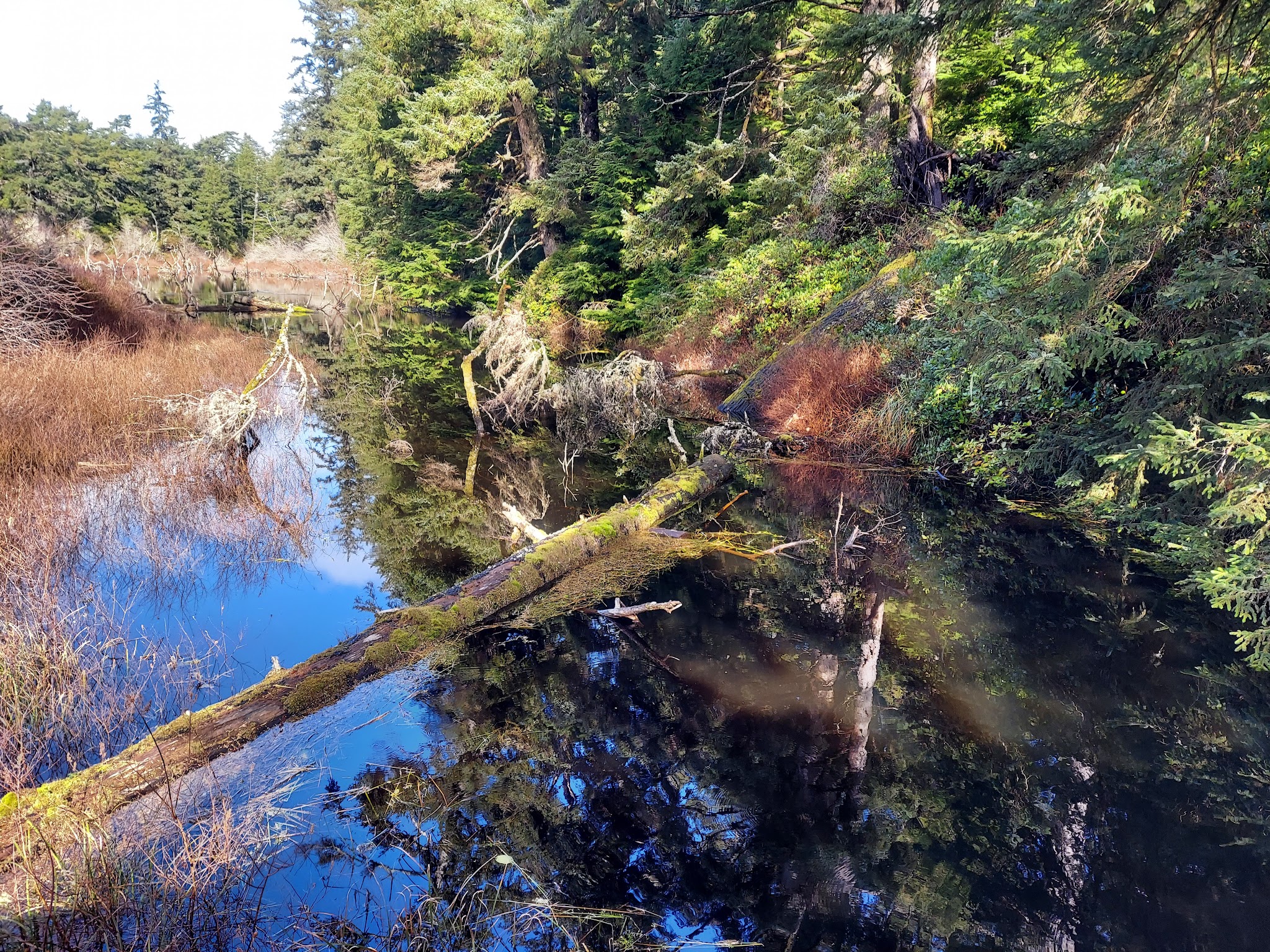 Woodland Trail - Waldport, OR