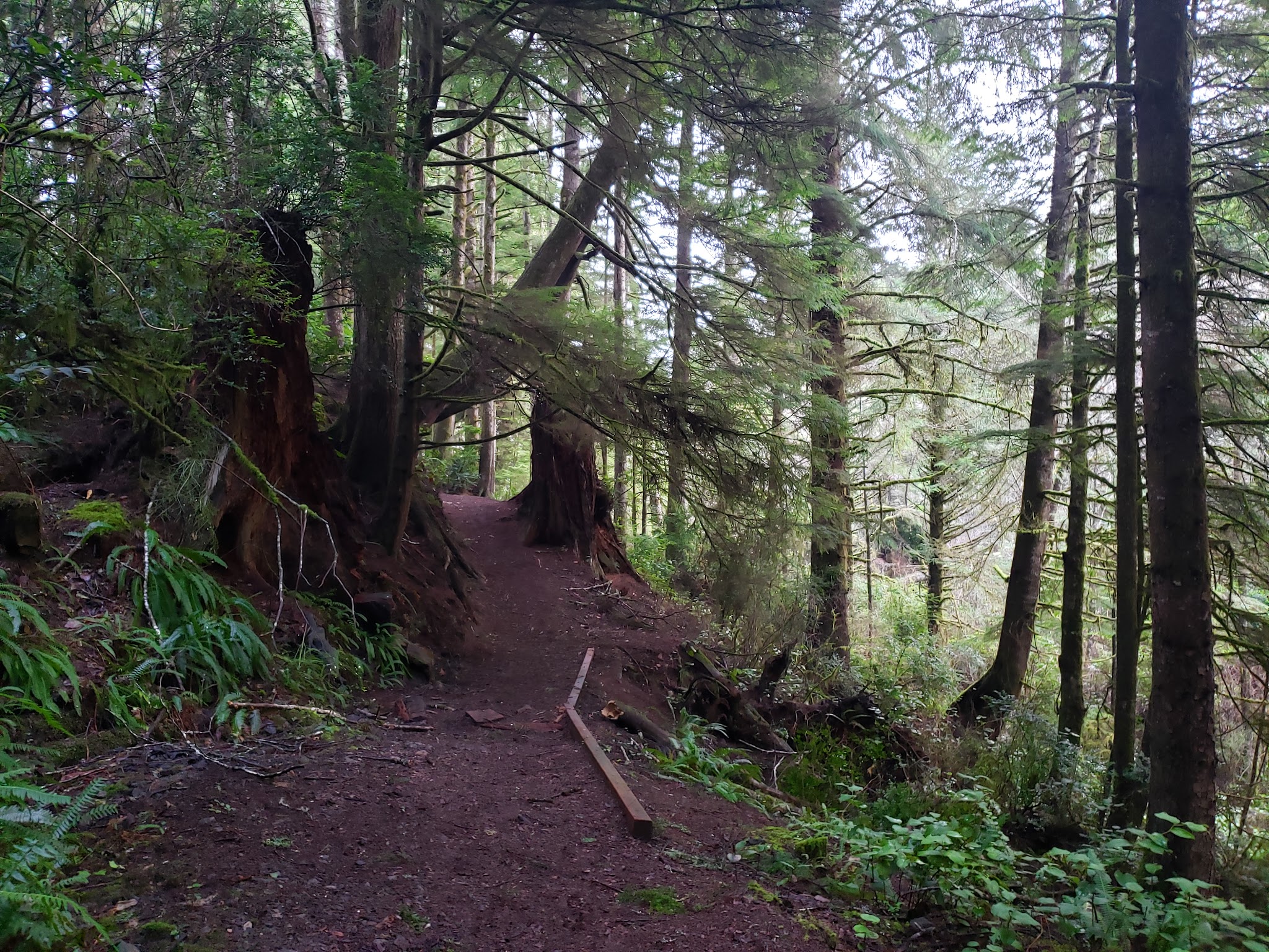 Woodland Trail - Waldport, OR