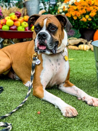 Kathy Santo Dog Training - Waldwick, NJ