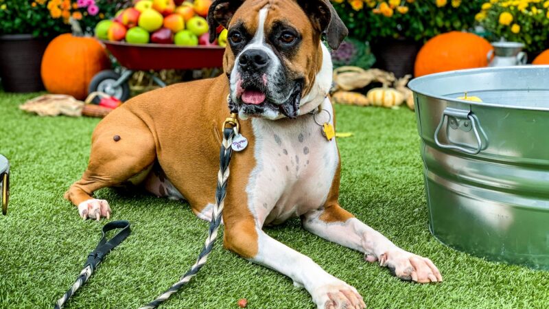 Kathy Santo Dog Training - Waldwick, NJ