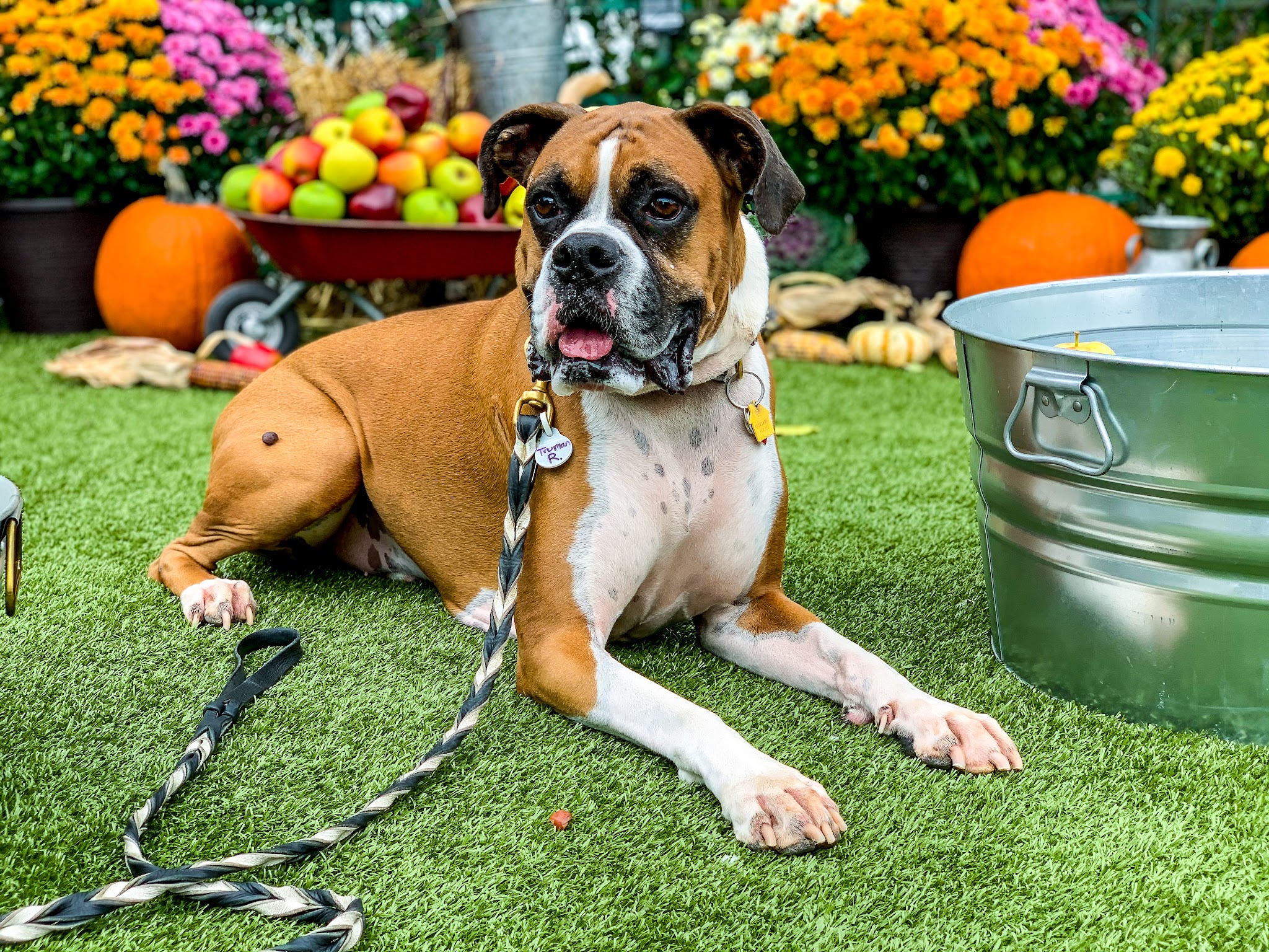 Kathy Santo Dog Training - Waldwick, NJ