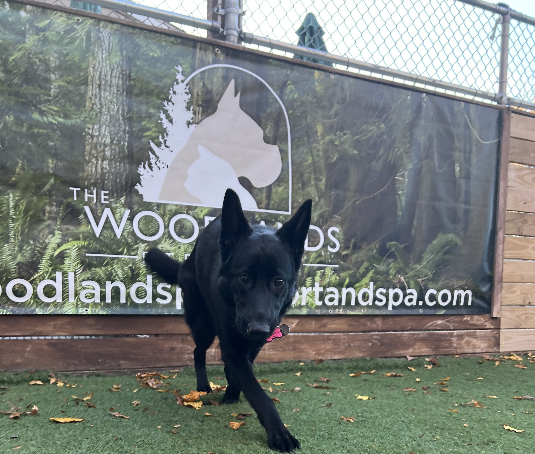 The Woodlands Luxury Pet Resort & Spa - Wallkill, NY