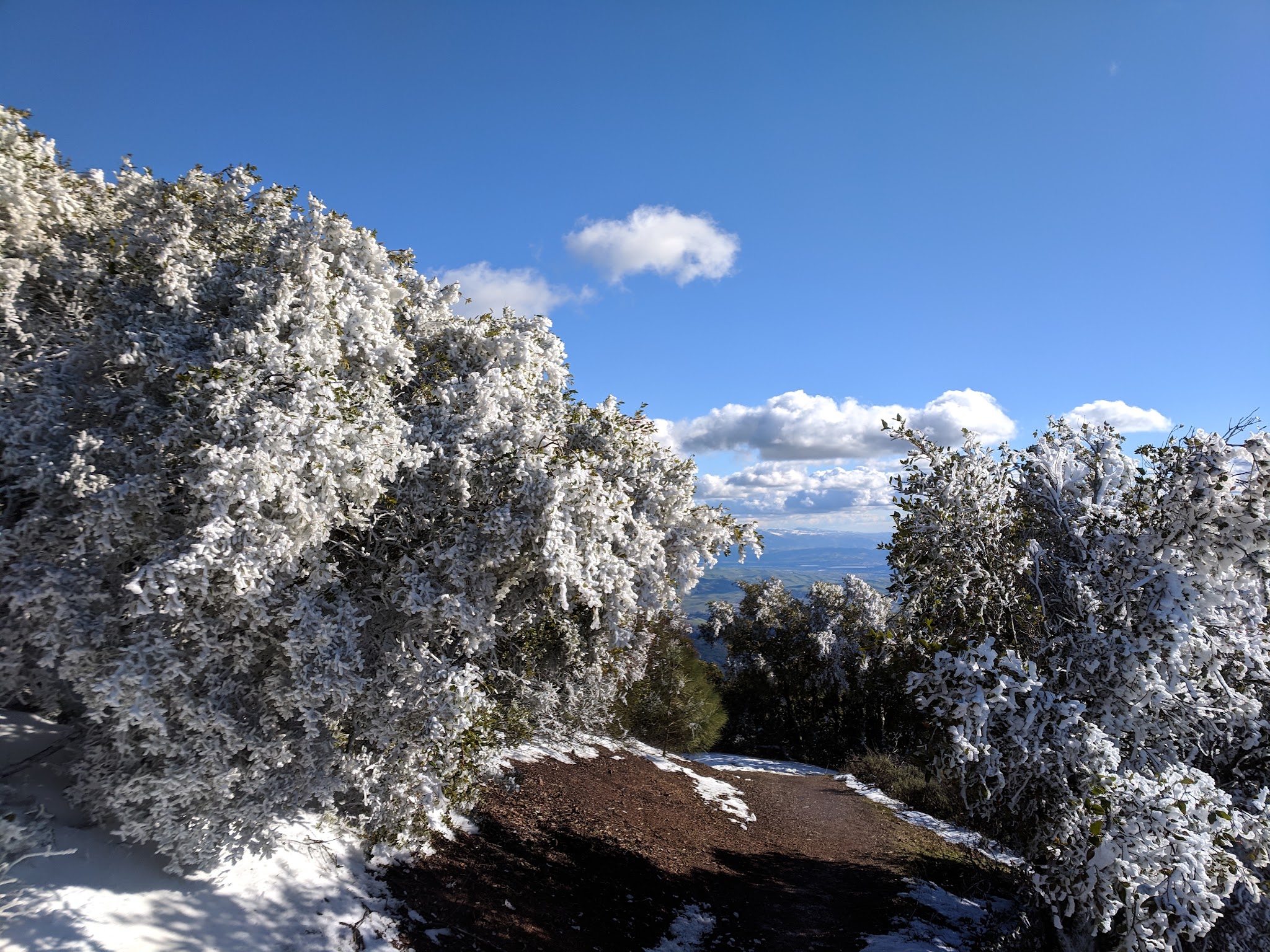Juniper Trail - Walnut Creek, CA