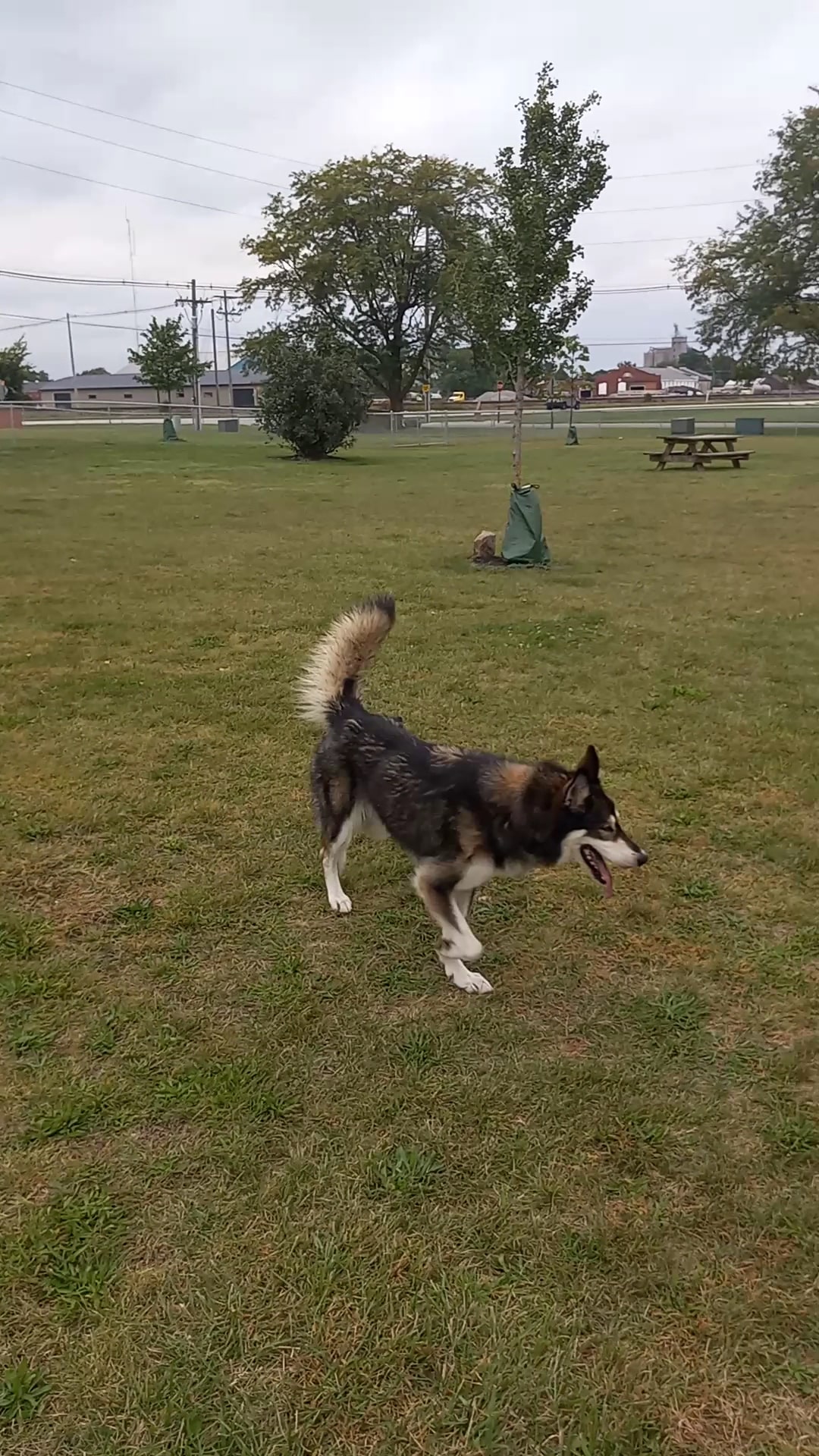Wapak Dog Park - Wapakoneta, OH