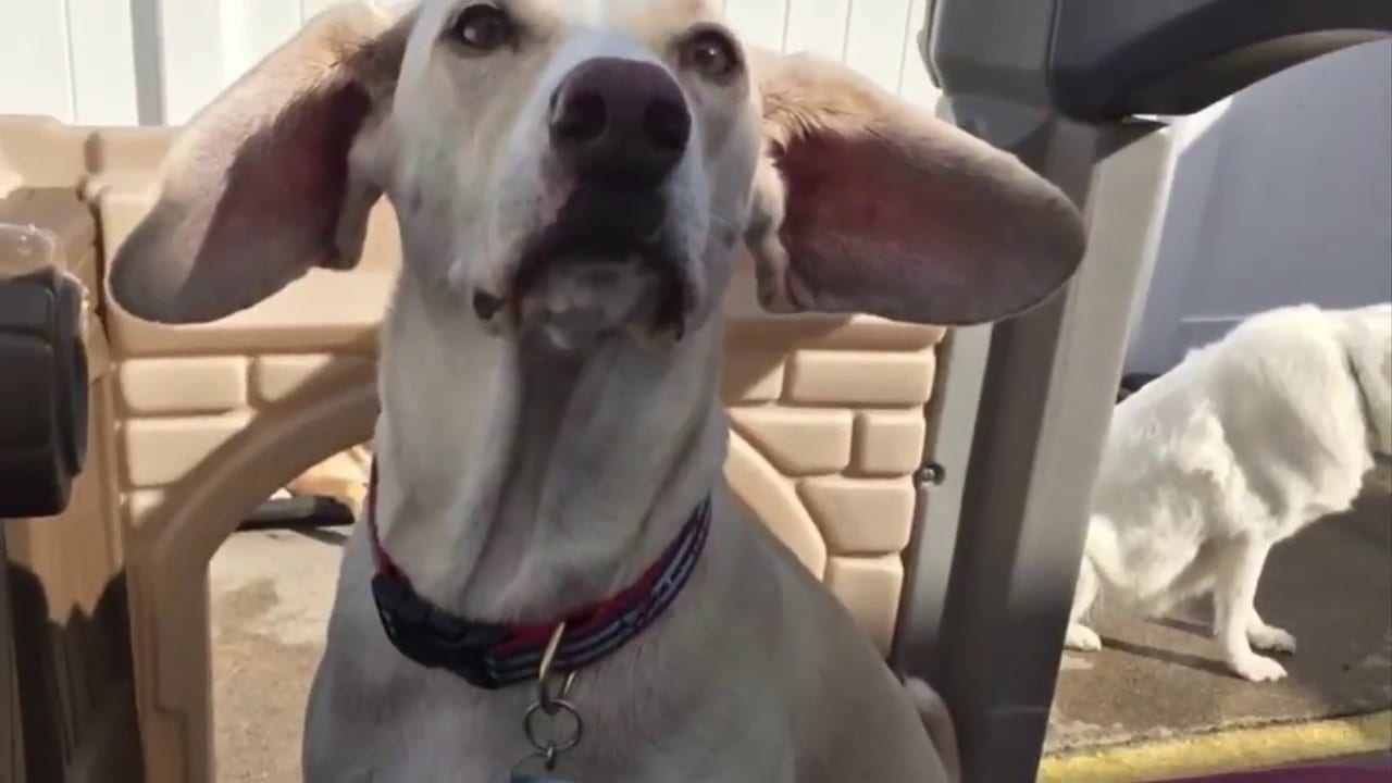 Bow chika Wow Town - Warwick, RI