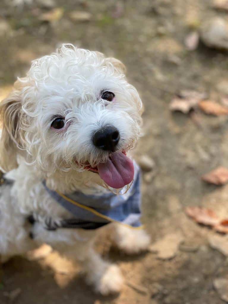 District Dogs Enrichment Facility - Washington,