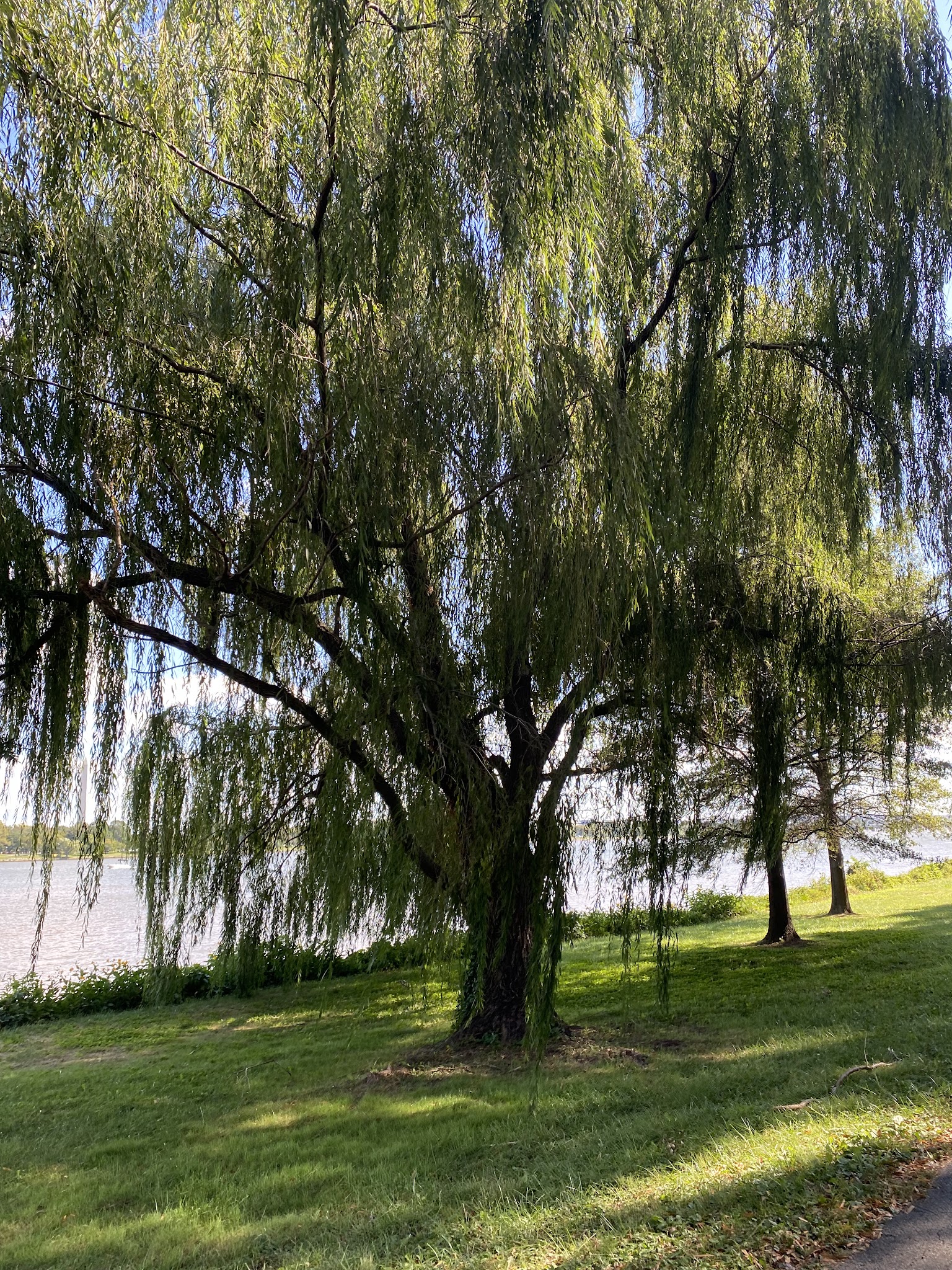 Lady Bird Johnson Park - Washington,