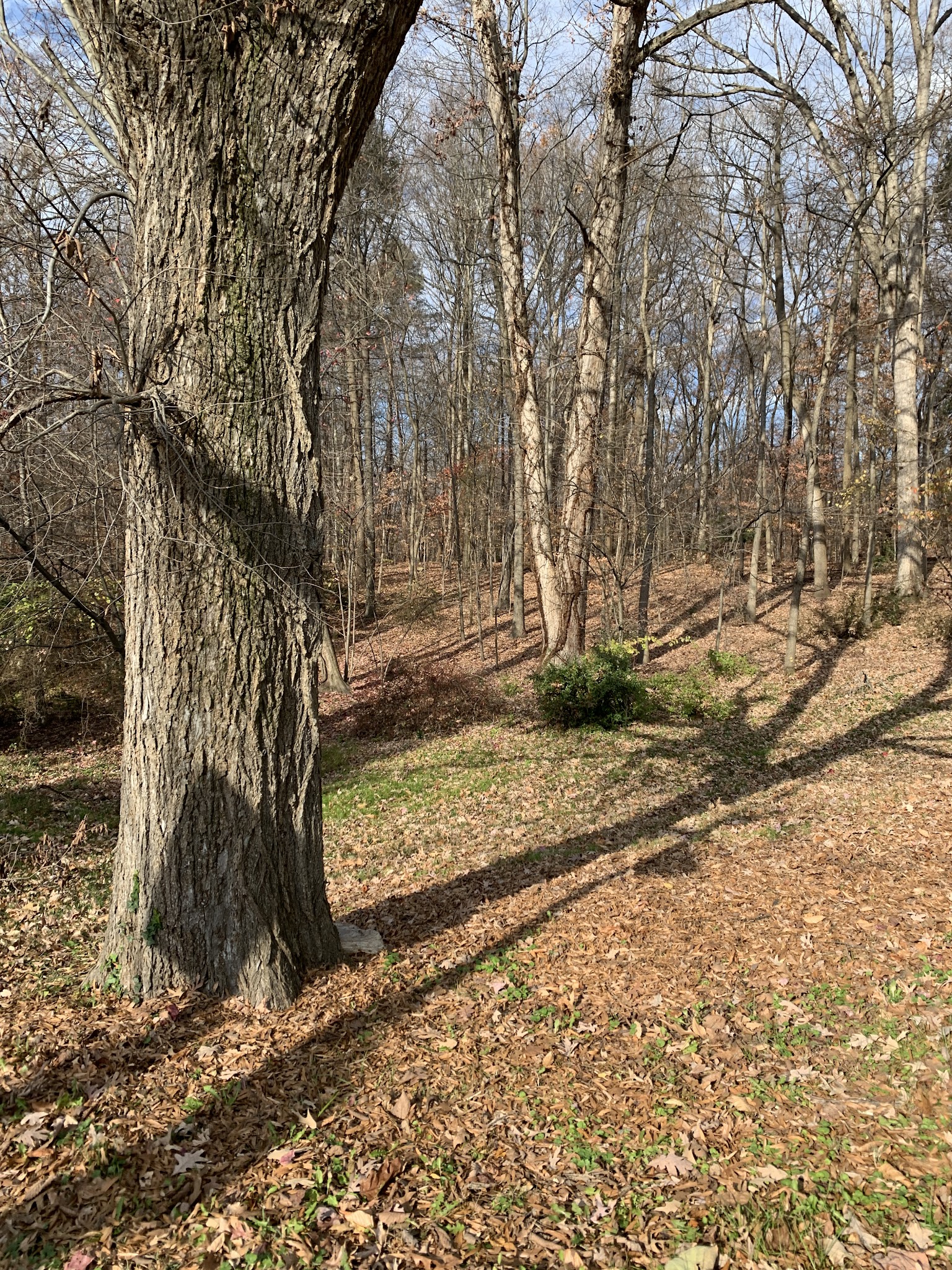 Little Forest Park - Washington,