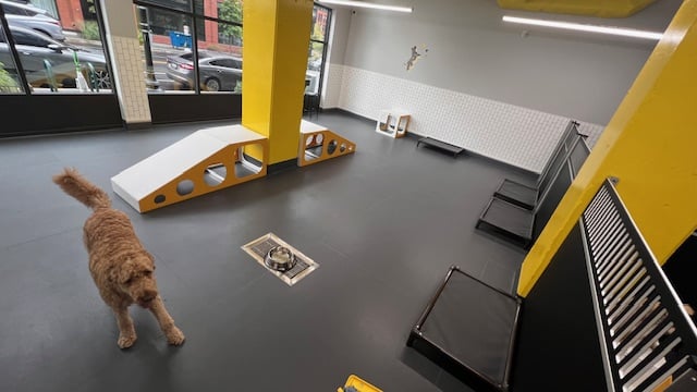 Molly's Dog Care Walter Reed - Washington,