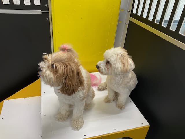 Molly's Dog Care Walter Reed - Washington,