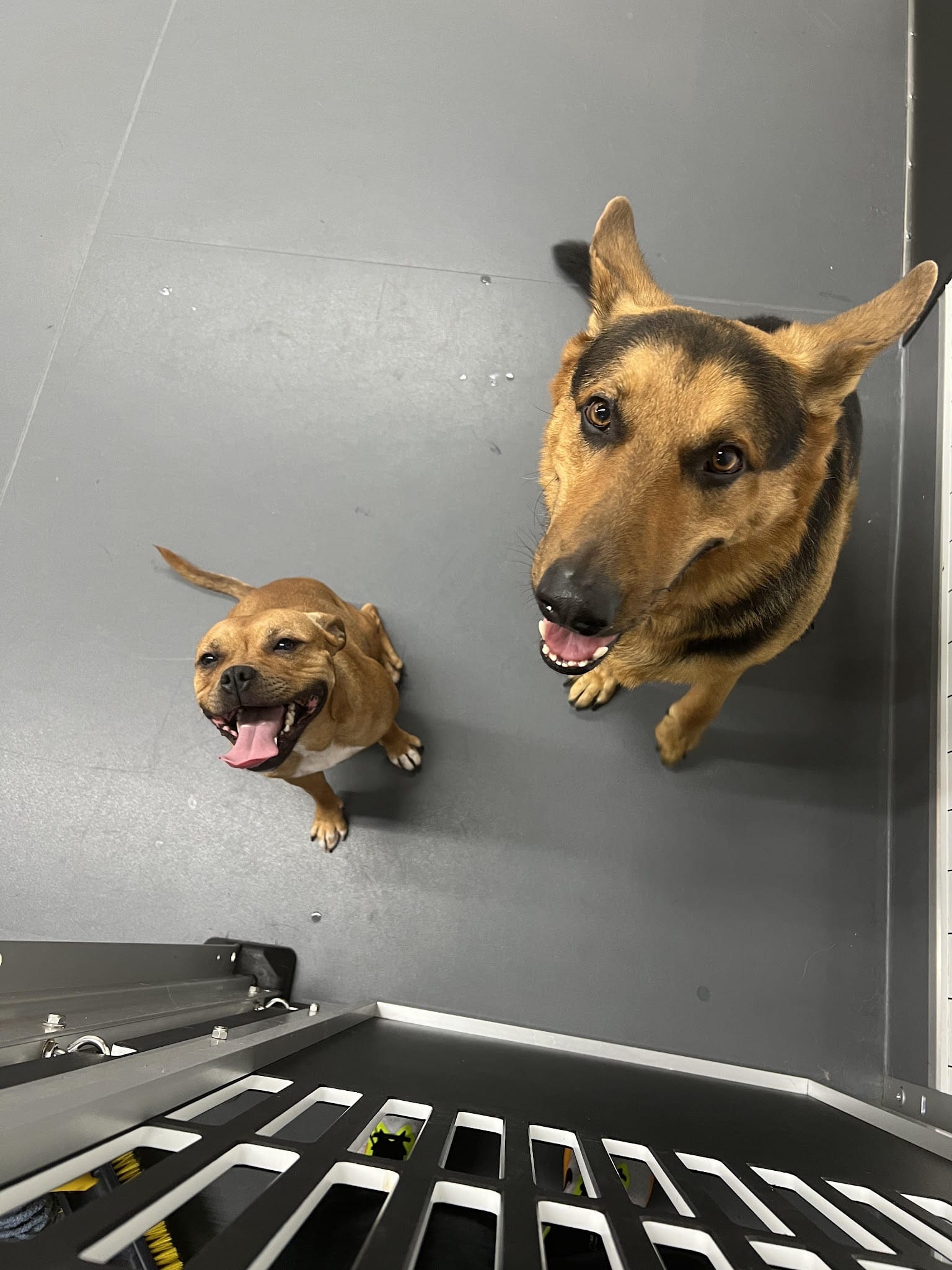 Molly's Dog Care Walter Reed - Washington,