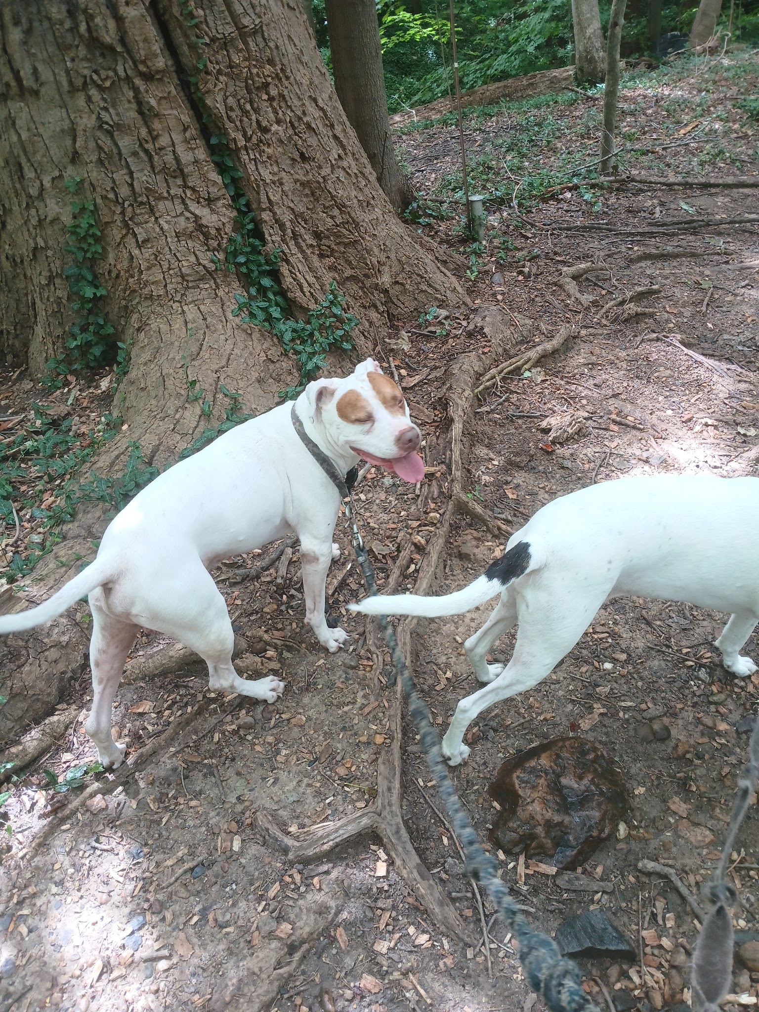Potomac Palisades Parkway - Washington,