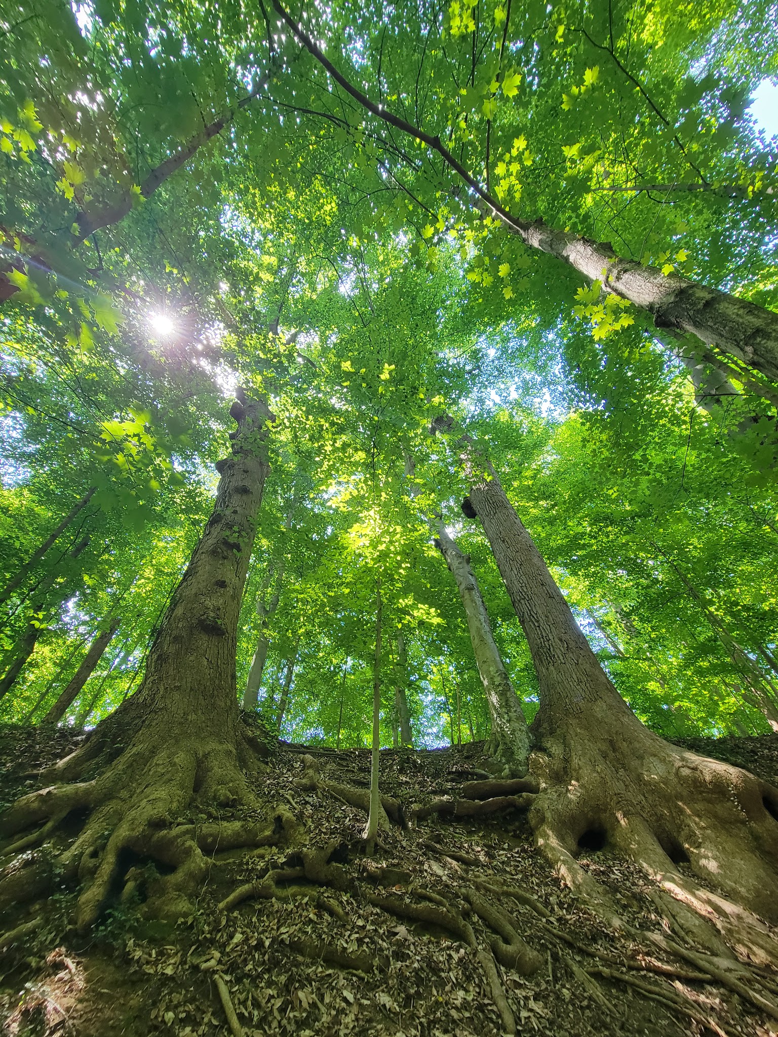 Potomac Palisades Parkway - Washington,