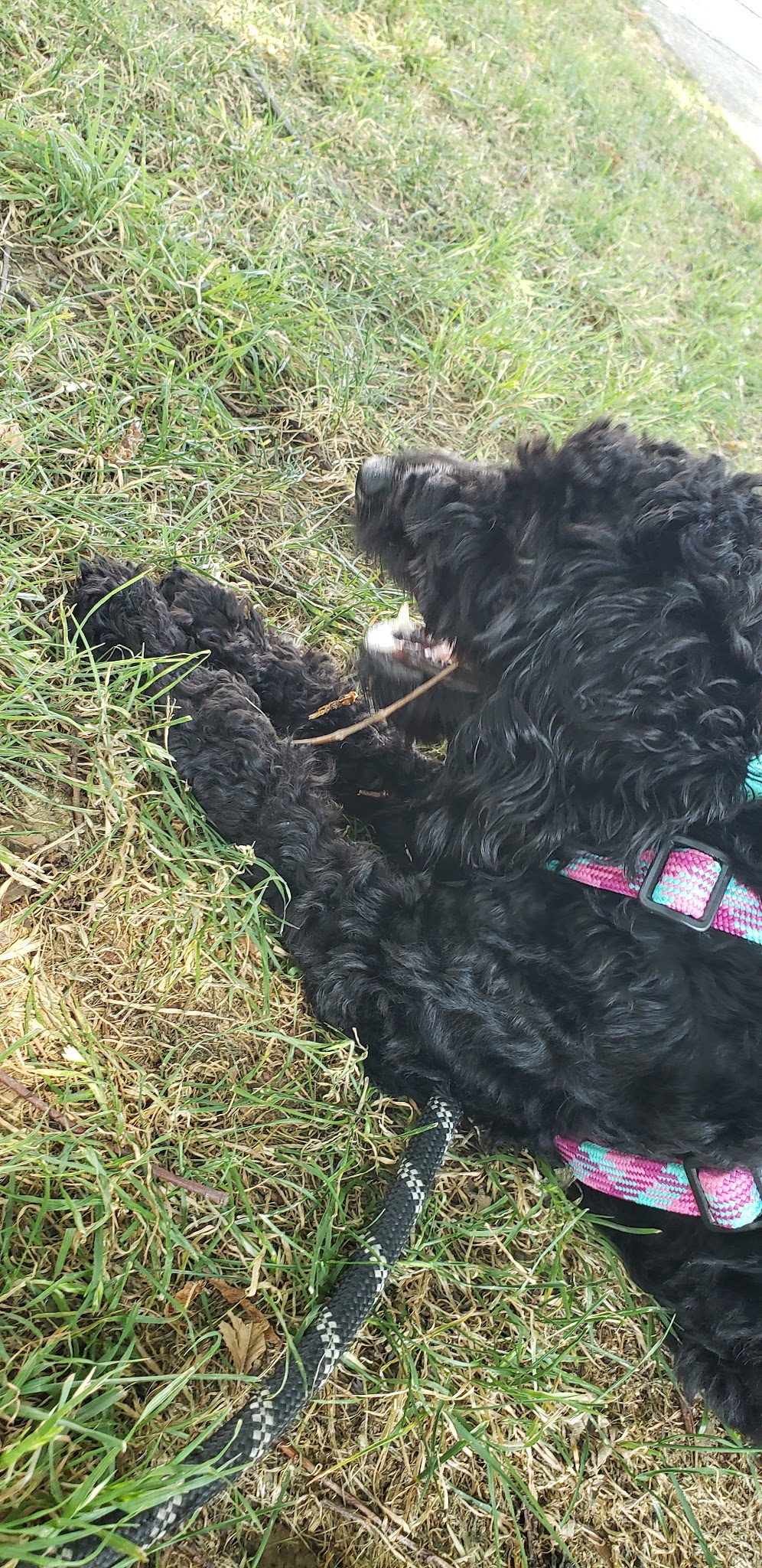 Triangle Park (Park Road) - Washington,