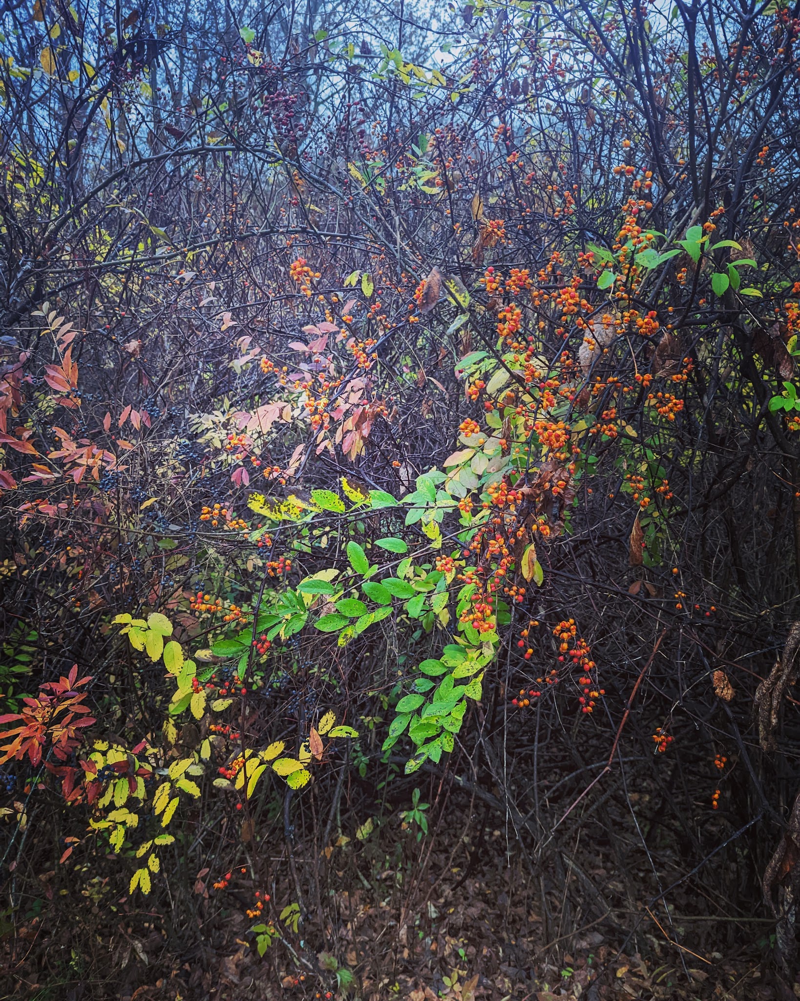 Harlem Valley Rail Trail - Wassaic, NY