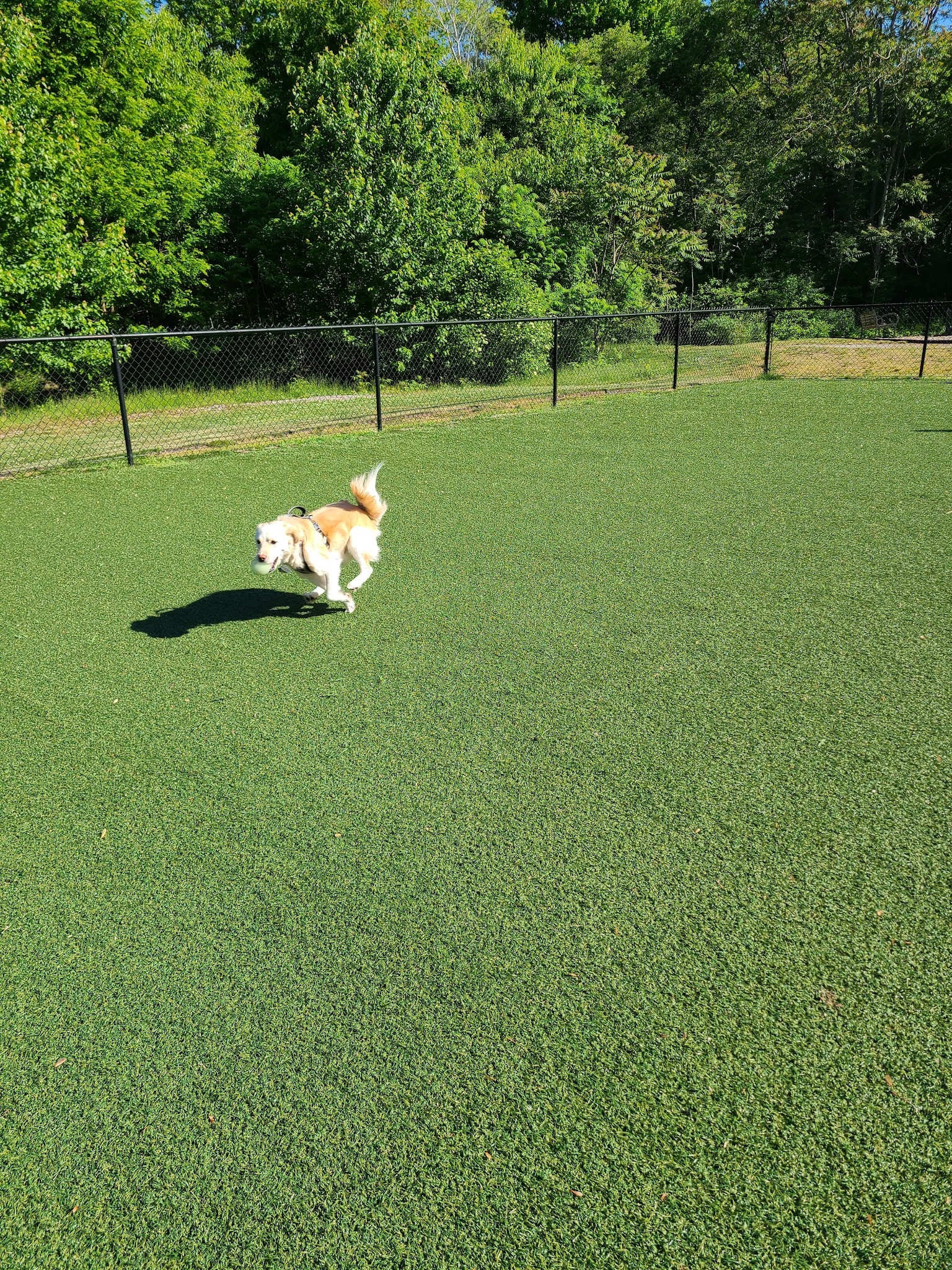 Bell Watertown Public Dog Park - Watertown, MA