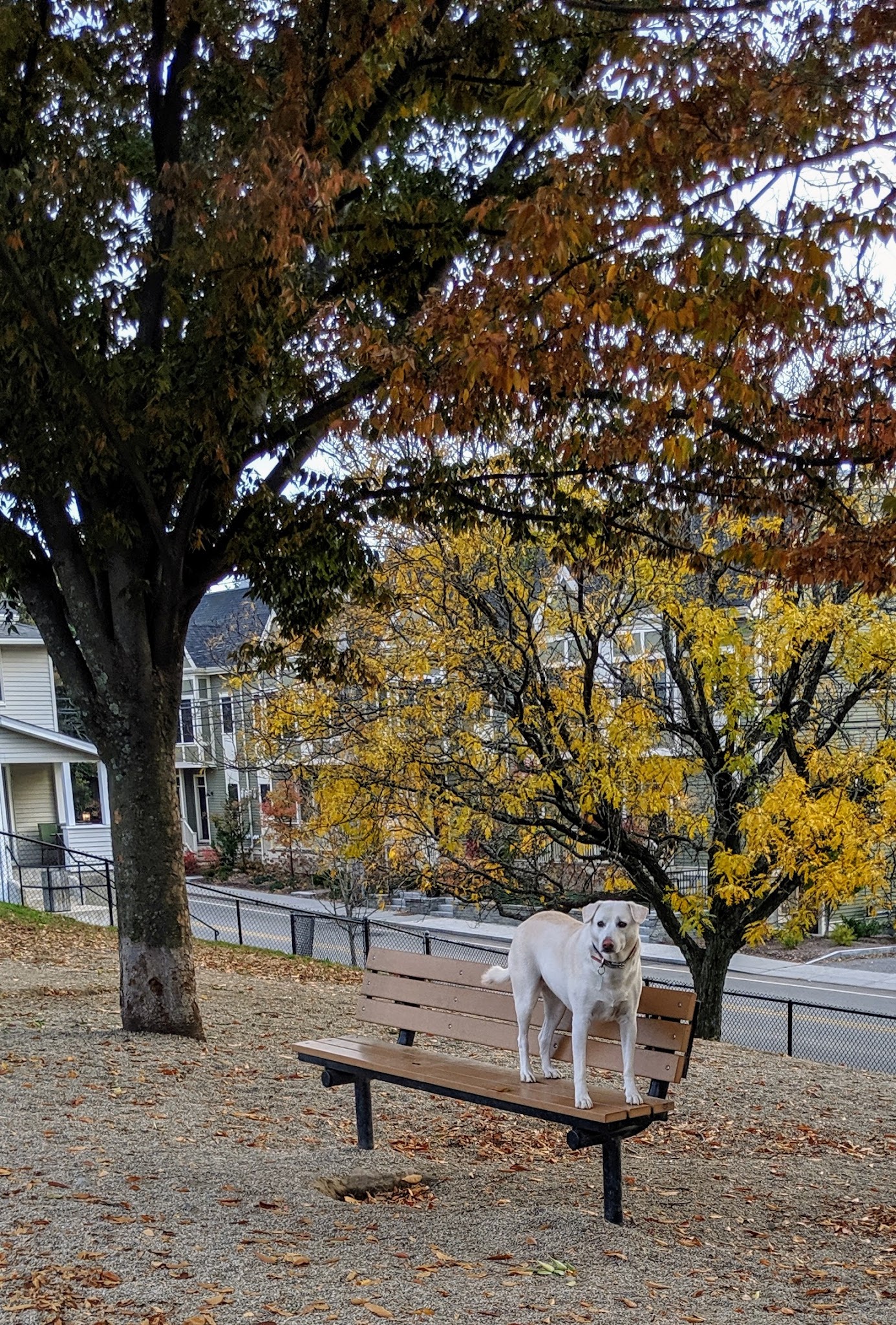 How Park Off - Leash Area - Watertown, MA