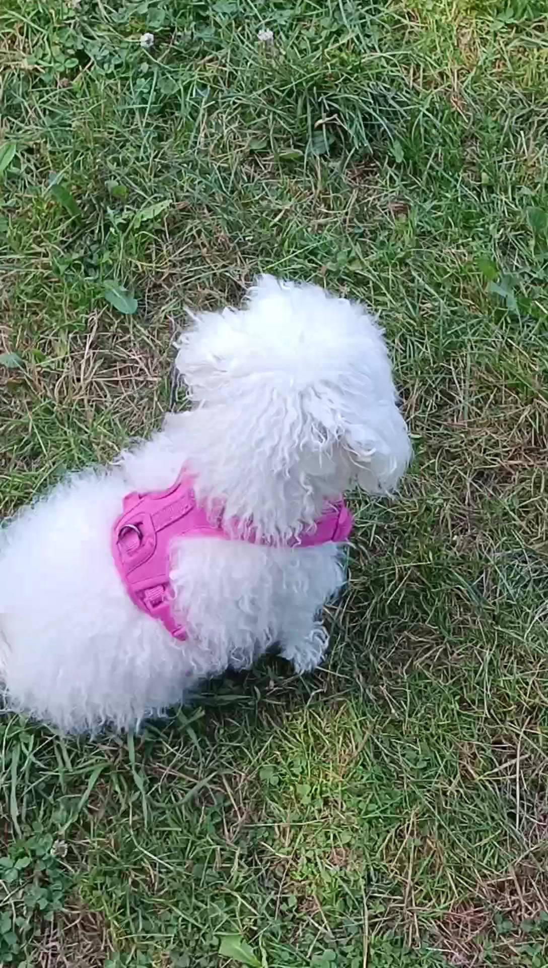 Callahan-Franklin Dog Exercise Area - Waukegan, IL